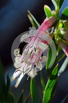 Australian native Pink Five-Corners Flowers, Styphelia triflora, family Ericaceae