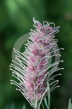 Australian native pink Grevillea flower , Sylvia cultivar