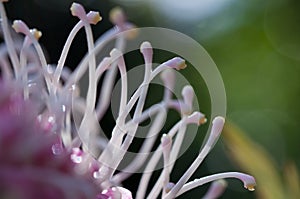 Australian native pink Grevillea flower , Sylvia cultivar