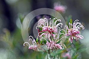 Australian native pink spider flower, Grevillea sericea, family Proteaceae