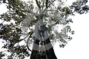 Australian native plant large river gumtree