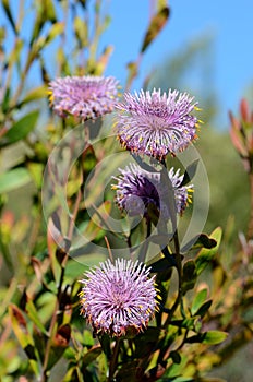 Australian native purple coneflowers of Isopogon cuneatus, family Proteaceae