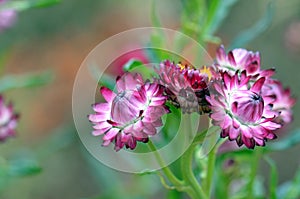 Australian native purple everlasting daisies