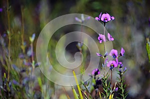 Australian native purple pea flower Mirbelia speciosa photo