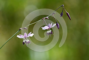 Australian native purple Vanilla Lily, Arthropodium milleflorum, family Asparagaceae