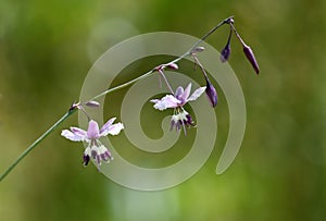 Australian native purple Vanilla Lily, Arthropodium milleflorum, family Asparagaceae photo