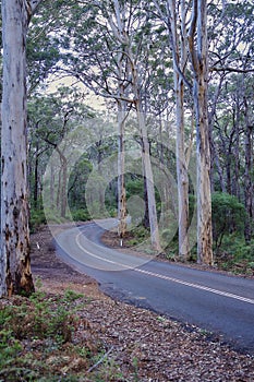 Australian Native Rainforest Background