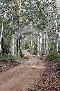 Australian Native Rainforest Background