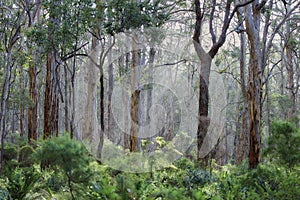 Australian Native Rainforest Background