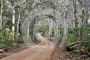 Australian Native Rainforest Background