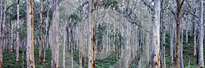 Australian Native Rainforest Background