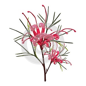 Australian Native Red Grevillea Flower