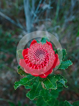 Australian native red and magenta Waratah flower. Flower head.