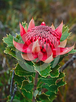 Australian native red and magenta Waratah flower. Flower head.