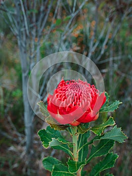 Australian native red and magenta Waratah flower. Flower head.