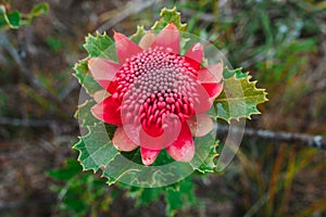 Australian native red and magenta Waratah flower. Flower head.