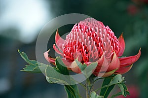 Australian native red waratah flower