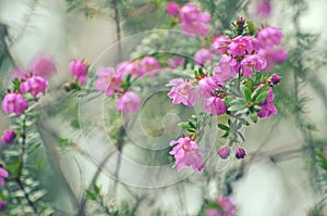 Australian native River Rose, Bauera rubioides