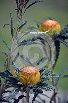 Australian native Showy Dryandra, Banksia formosa