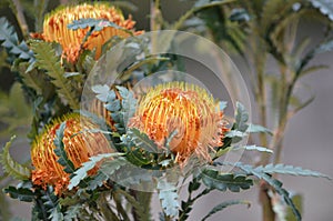 Australian native Showy Dryandra flowers, Banksia formosa