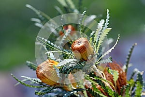 Australian native Showy Dryandra flowers, Banksia formosa, family Proteaceae