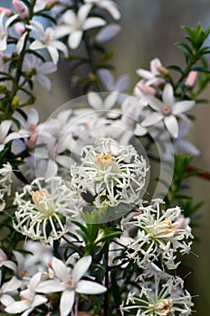 Australian native Slender Rice Flowers, Pimelea linifolia, family Thymelaeaceae, growing among Box Leaf Waxflowers, Philotheca bux