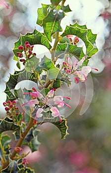 Australian native spider flower Grevillea insignis, family Proteaceae.