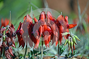 Australian native Sturts Desert Pea flowers