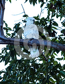 Australian native sulphur crested cockatoo parrot in tree