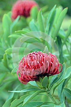 Australian native Waratah flower, Telopea Shady Lady variety