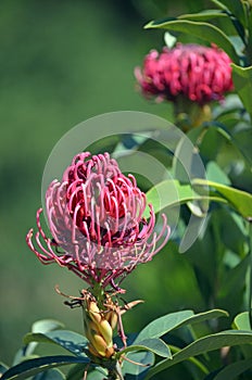 Australian native Waratah flowers, Telopea