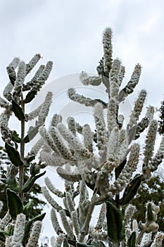 Australian native white lambs tail flowers