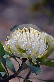 Australian native white Waratah, Telopea speciosissima