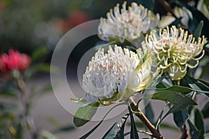 Australian native white Waratah, Telopea speciosissima, family Proteaceae photo