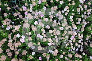 Australian native wild flowers