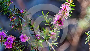 Australian Native wild flowers, Boronia Growing In Eucalyptus Karri Woodland