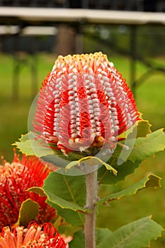 Australian Native Wildflower - Banksia photo