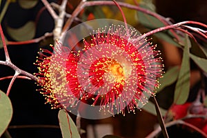 Australian Native Wildflower - Banksia photo
