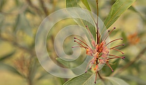 Australian native wildflower Grevillea orange marmalade