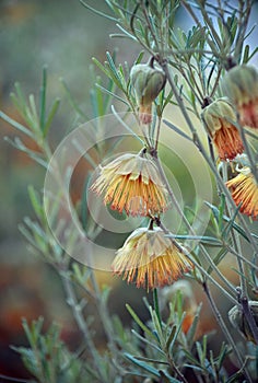 Australian native Yanchep Rose wildflowers