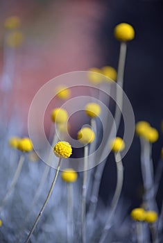 Australian native Yellow Billy Button flowers, Craspedia glauca, daisy family Asteraceae