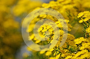 Australian native Yellow Feather Flowers, Verticordia chrysantha photo