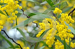 Australian native Zig Zag wattle flowers, Acacia macradenia,