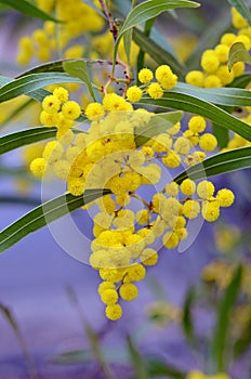 Australian native Zig Zag wattle flowers, Acacia macradenia