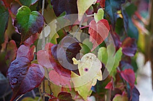 Australian natural spring leaf colours