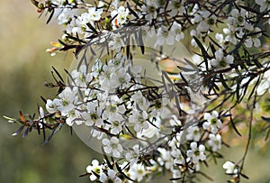 Australian nature background of white flowers of the Yellow Tea Tree, Leptospermum polygalifolium, family Myrtaceae, Sydney, NSW. photo