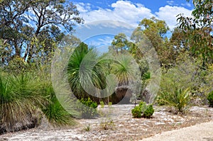 Australian Nature Reserve: Yakka Trees