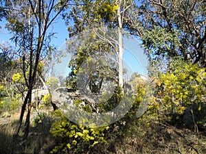 Australian nature in spring with yellow wattles in blossom