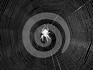 Australian night spider in center of web, negative black-and-white image