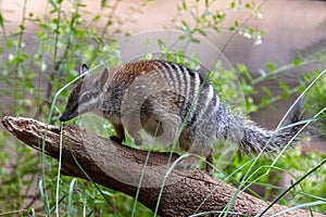 Australian Numbat